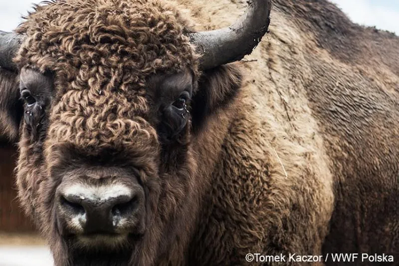 Gdzie odebrać żubra w 2026? Sprawdź naszą listę sklepów!