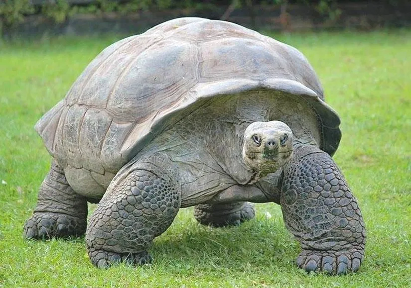 Ile zapłacisz za żółwia lądowego w sklepie zoologicznym? Sprawdź ceny!