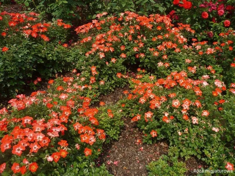 Jakie rośliny wybrać na rabatę przed domem, by zachwycić sąsiadów?