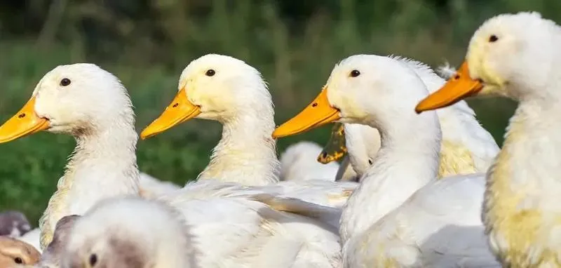 Jakie są aktualne ceny kaczek w sklepie? Sprawdź, ile kosztuje smaczna ptasia uczta!